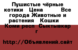 Пушистые чёрные котики › Цена ­ 100 - Все города Животные и растения » Кошки   . Коми респ.,Сыктывкар г.